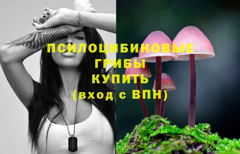 Псилоцибиновые грибы Cubensis  закладки  Омск 